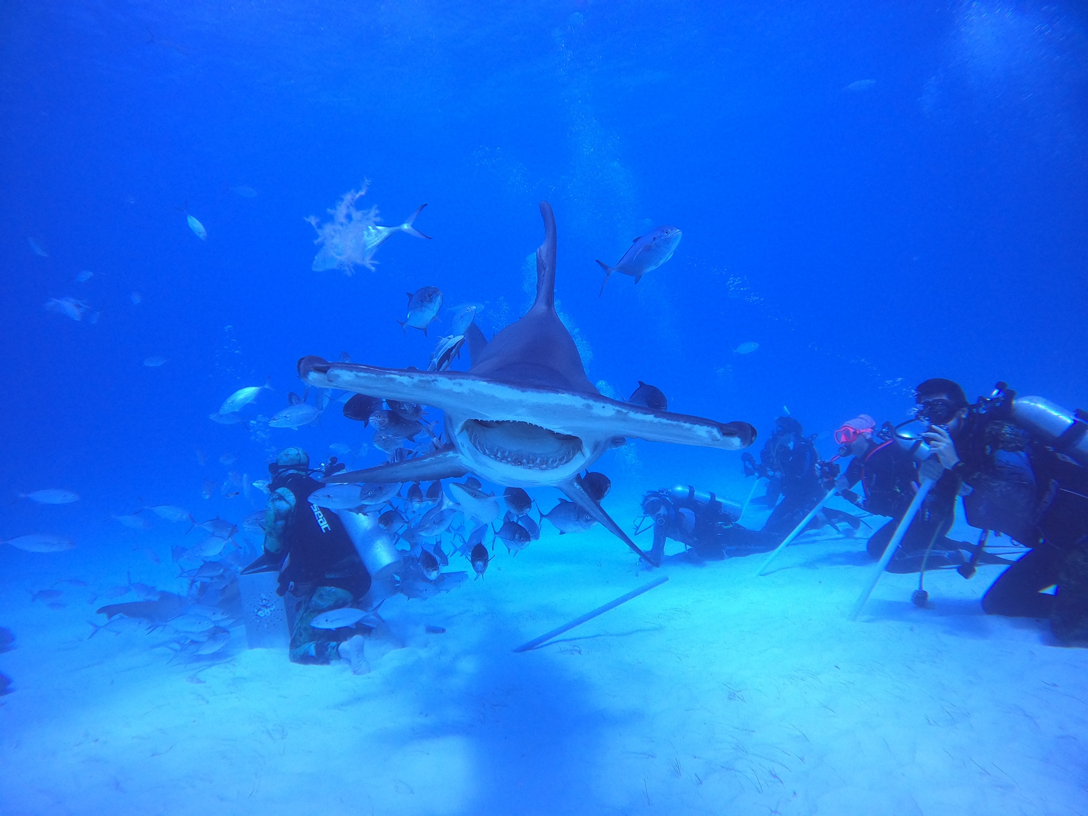 Hammerhead shark moving through blue ocean water