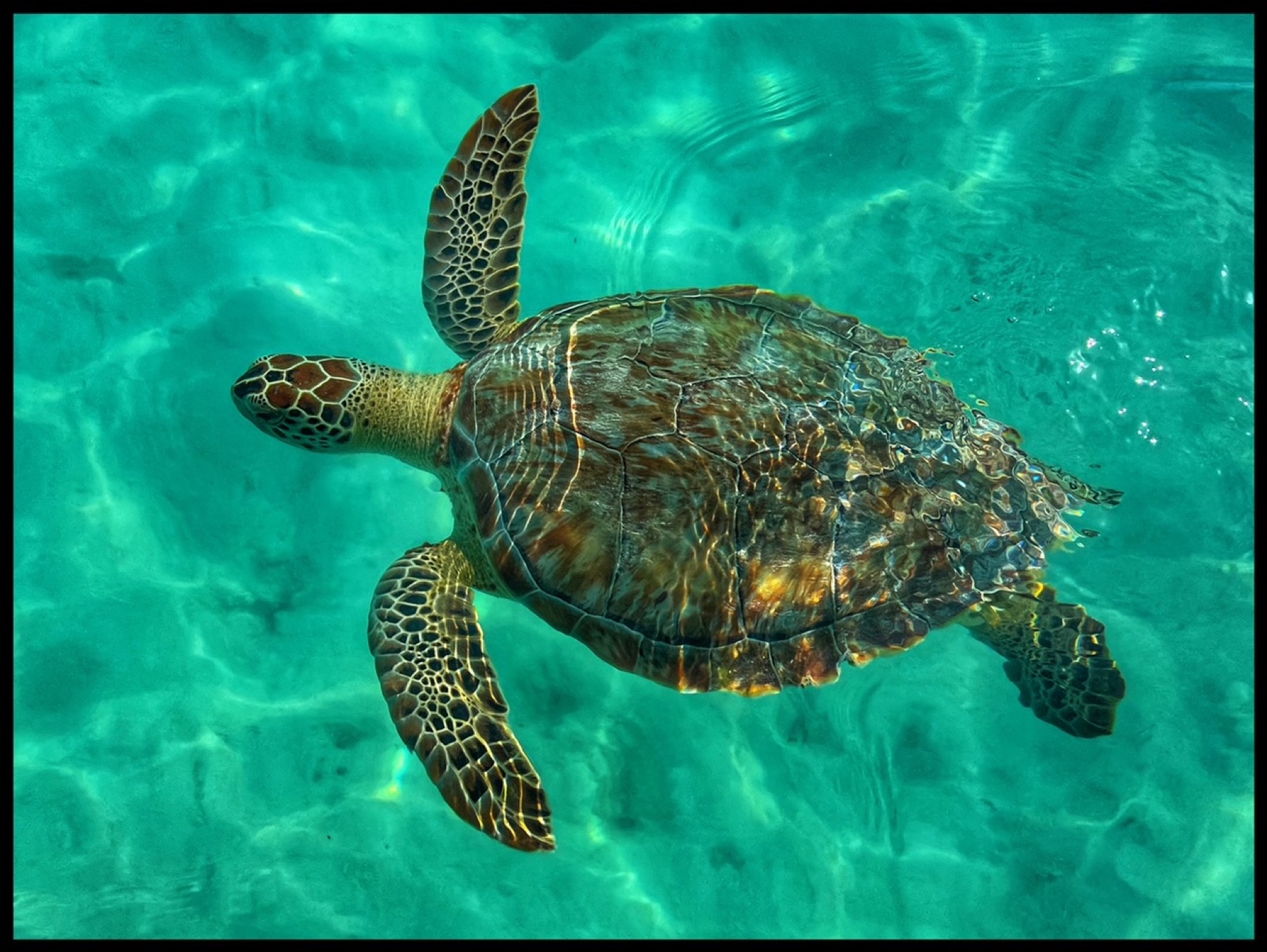 Sea turtle swimming in clear ocean water